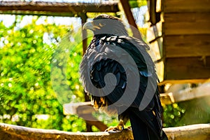 Closeup portrait of a bay winged hawk from the back, tropical bird specie from America