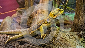 Closeup portrait of a bearded dragon lizard, popular tropical terrarium pet in herpetoculture