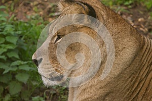 Closeup portrait beautiful Barbary lioness