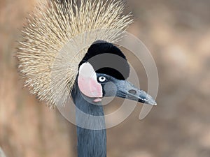 Closeup portrait of beautiful black crowned crane `Balearica pavonina`, focused on eyes