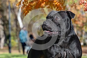 Closeup portrait of beautiful black dog of Staffordshire Bull Terrier breed, with proud look, standing on autumn public park backg