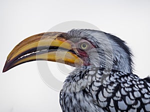 Closeup portrait of beautiful colorful Southern Yellow-Billed Hornbill bird with long beak, Botswana, Africa