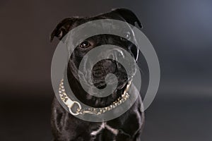 Closeup portrait of beautiful dog of staffordshire bull terrier breed, of black color on dark background, look right to the camera