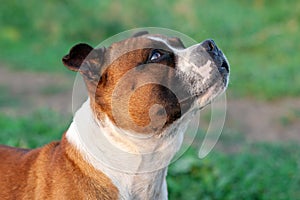 Closeup portrait of beautiful dog of Staffordshire Bull Terrier breed, ginger and white color.