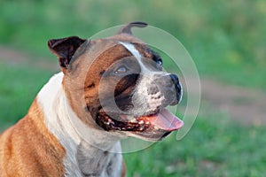 Closeup portrait of beautiful dog of Staffordshire Bull Terrier breed, ginger and white color, mouth opened, tongue out.