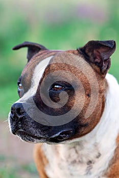 Closeup portrait of beautiful dog of Staffordshire Bull Terrier breed, ginger and white color, mouth opened, tongue out.