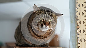 Closeup portrait of beautiful European cat sitting on sofa at home. Cute domestic animal blinking green eyes. Close-up