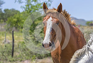 Closeup portrait of a beautiful horse