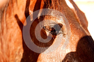 Closeup portrait of beautiful horse on the farm. Shadow of human hand on the horse head