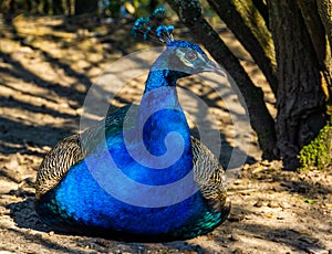 Closeup portrait of a beautiful indian peacock sitting on the ground, popular bird specie in aviculture
