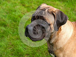 Closeup portrait of a beautiful rare dog breed age four months South African Boerboel. South African Mastiff