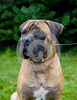 Closeup portrait of a beautiful rare dog breed South African Boerboel on the green grass background.