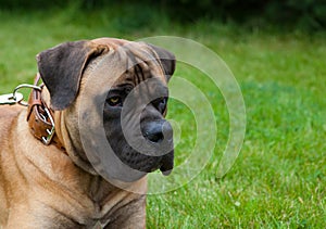 Closeup portrait of a beautiful rare dog breed South African Boerboel on the green grass background.
