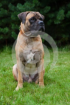 Closeup portrait of a beautiful rare dog breed South African Boerboel on the green grass background.