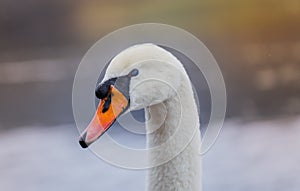 Closeup portrait of beautiful white swan on the river on cold winter morning. Symbol of purity and fidelity. Lovely bird