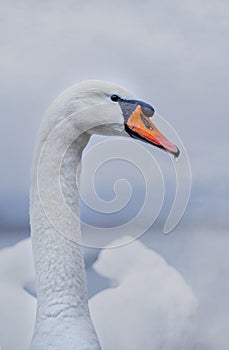 Closeup portrait of beautiful white swan on the river on cold winter morning. Symbol of purity and fidelity. Lovely bird