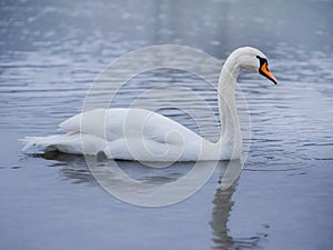 Closeup portrait of beautiful white swan on the river on cold winter morning. Symbol of purity and fidelity. Lovely bird