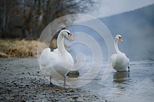 Closeup portrait of beautiful white swans on the river on cold winter morning. Symbol of purity and fidelity. Lovely bird