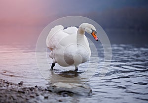 Closeup portrait of beautiful white swans on the river on cold winter morning. Symbol of purity and fidelity. Lovely bird