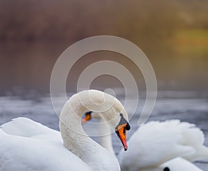 Closeup portrait of beautiful white swans on the river on cold winter morning. Symbol of purity and fidelity. Lovely bird