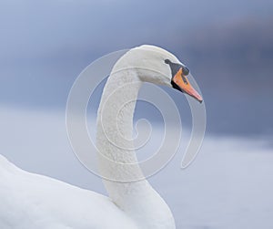 Closeup portrait of beautiful white swans on the river on cold winter morning. Symbol of purity and fidelity. Lovely bird