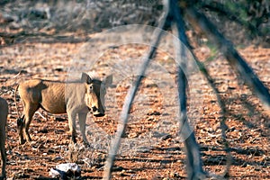 Closeup portrait of  beautiful wild warthog in dry bush landscape in samburu/kenya/africa.