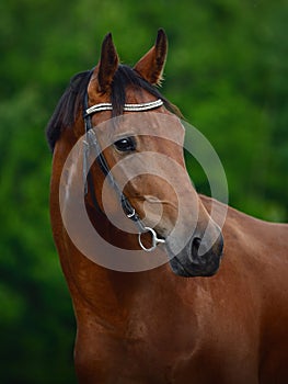 closeup portrait of beautiful young sport horse