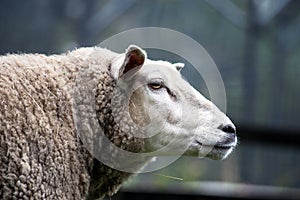 Closeup Portrait of a beauutiful happy sheep on the Farm against moody background grazing in the field