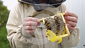 Closeup portrait of beekeeper holding a honeycomb full of bees. Beekeeper in protective workwear inspecting honeycomb