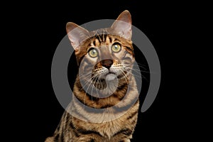 Closeup Portrait of Bengal Cat on Black Isolated Background