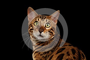 Closeup Portrait of Bengal Cat on Black Isolated Background