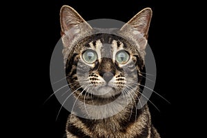 Closeup Portrait of Bengal Cat with Green eyes, isolated Black