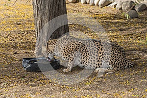 Closeup portrait of a big Cheetah cat`s drinking water at a farm in Keetmanshoop, Namibia