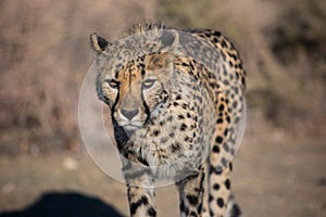 Closeup portrait of a big Cheetah wild cat`s striking yellow eyes and black nose. The fastest animal in the world