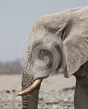 Closeup portrait of big male African Elephant with large tusks and a wrinkled trunk