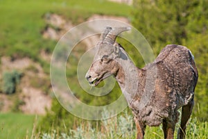 Closeup portrait of bighorn sheep in a hilly area of the Badlands National Park