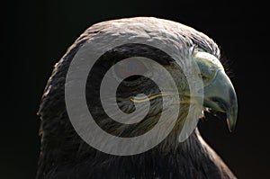 Closeup portrait of a black-chested buzzard-eagle looking away with blur dark background