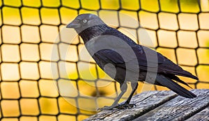 Closeup portrait of a black crow, common cosmopolitan bird specie