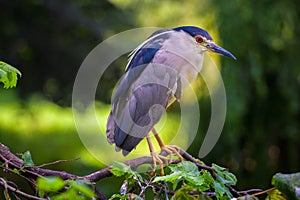 Closeup portrait of a Black-Crowned Night Heron