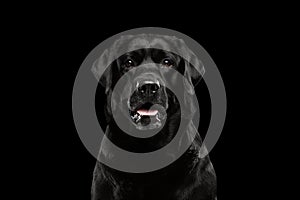 Closeup Portrait black Labrador Dog, Alert Looking, Front view, Isolated