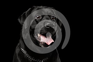 Closeup Portrait black Labrador Dog, Kind Looking, Front view, Isolated