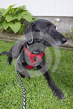 Closeup portrait of a black Labrador Mix