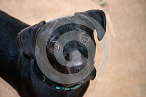 Closeup portrait of a black pitbull looking at the camera