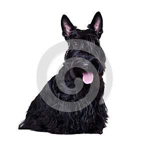 Closeup portrait of a black scottish terrier