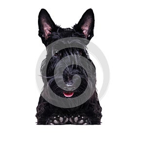 Closeup portrait of a black scottish terrier holding blank