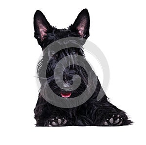 Closeup portrait of a black scottish terrier holding blank