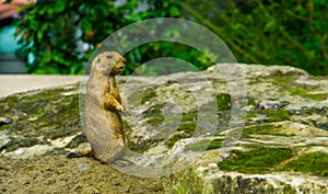 Closeup portrait of a black tailed prairie dog standing, funny animal behavior, tropical rodent specie from America