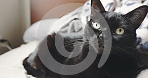 Closeup portrait of a black and white house cat.