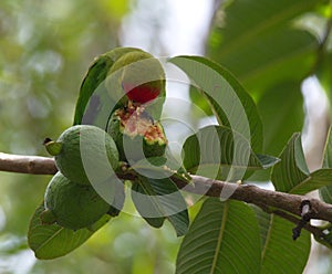 Closeup portrait of black-winged lovebird Agapornis taranta with face covered in guava fruit, Lake Awassa Ethiopia