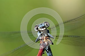 Closeup portrait of a blue damselfly